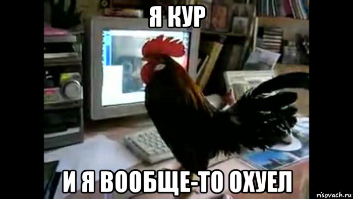 я кур и я вообще-то охуел, Мем Петух