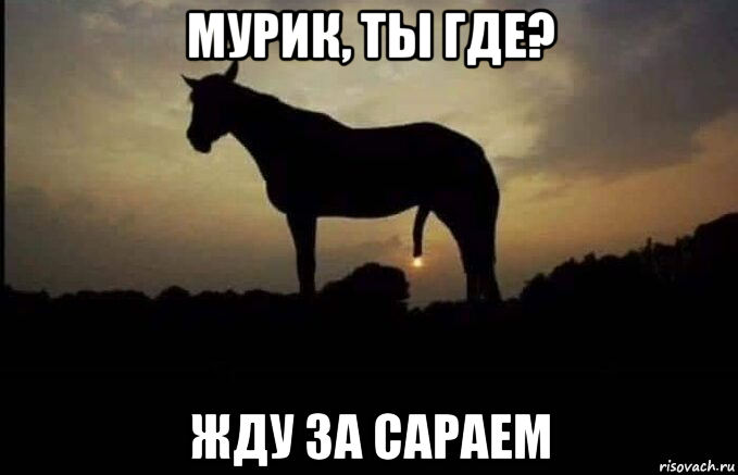 мурик, ты где? жду за сараем, Мем Потому что