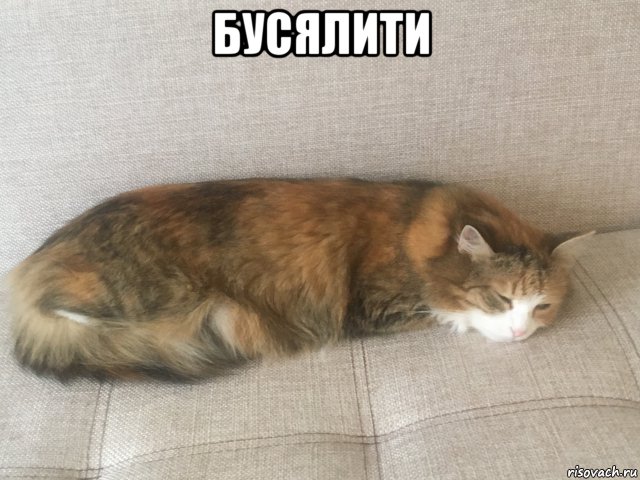 бусялити , Мем Рыжая кошка