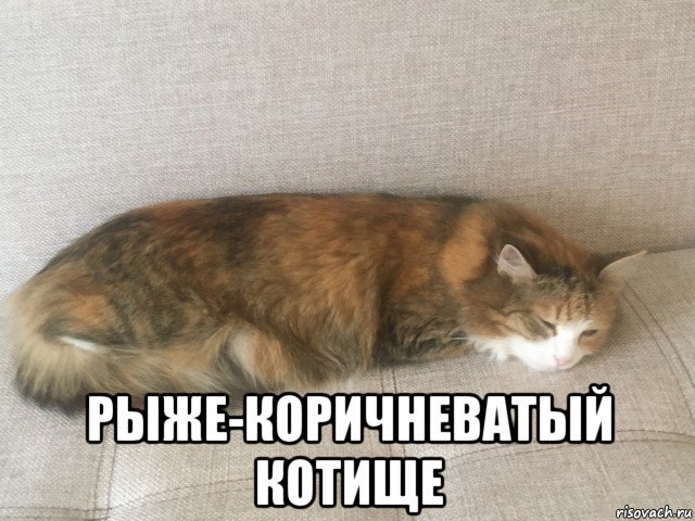  рыже-коричневатый котище, Мем Рыжая кошка