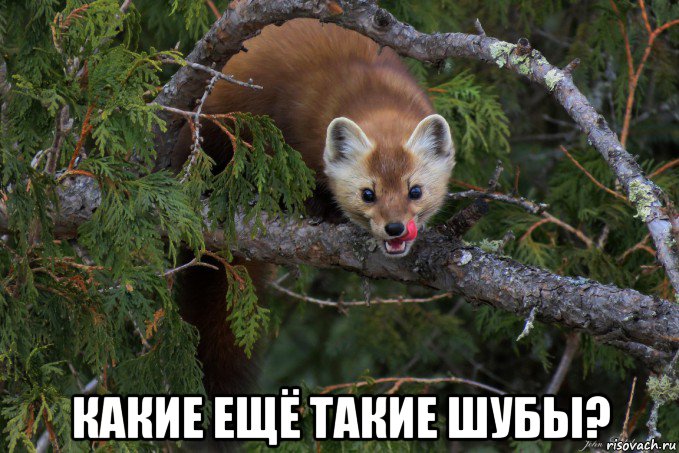  какие ещё такие шубы?