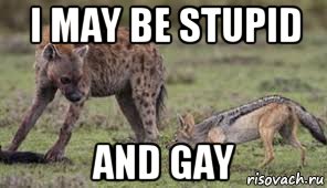 i may be stupid and gay, Мем Турок и азер