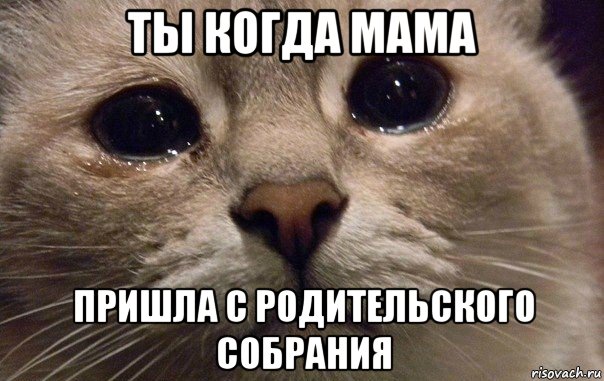 ты когда мама пришла с родительского собрания, Мем   В мире грустит один котик