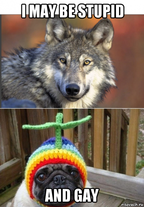 i may be stupid and gay, Мем Wolk