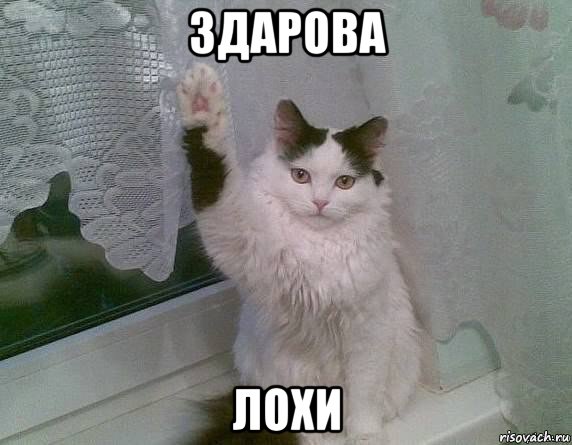 здарова лохи, Мем Здарова
