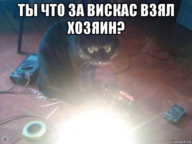 ты что за вискас взял хозяин? , Мем Злой кот