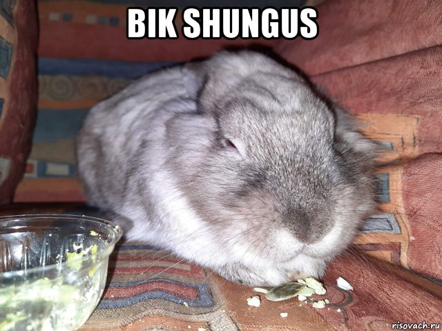 bik shungus , Мем Bik shungus