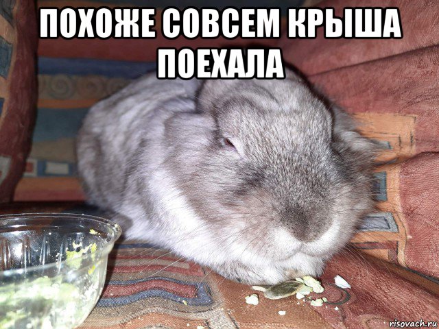 похоже совсем крыша поехала , Мем Bik shungus