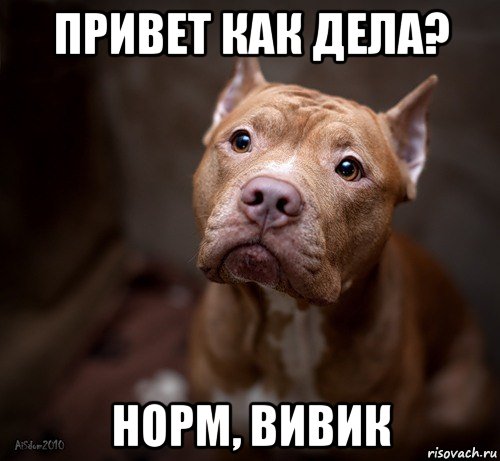 привет как дела? норм, вивик, Мем бойтесь людей