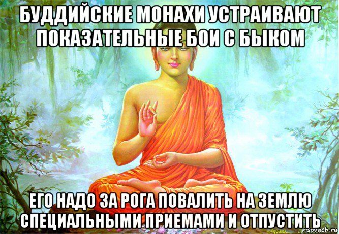 буддийские монахи устраивают показательные бои с быком его надо за рога повалить на землю специальными приемами и отпустить, Мем буддизм спокойствие