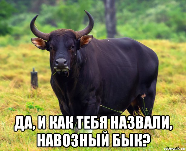  да, и как тебя назвали, навозный бык?, Мем Бык
