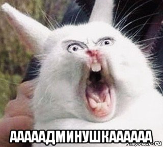  ааааадминушкаааааа, Мем Crazy Rabbit