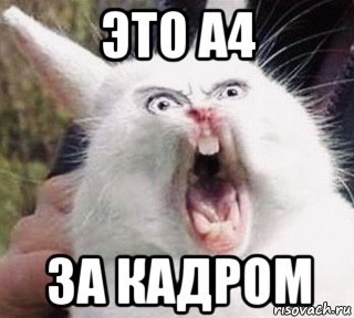 это а4 за кадром, Мем Crazy Rabbit