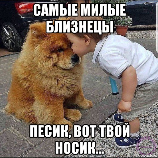 самые милые близнецы песик, вот твой носик..., Мем Давайте делать друг другу маленькие добрости