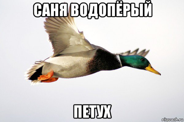 саня водопёрый петух, Мем Дичь