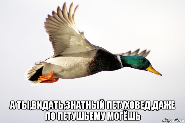  а ты,видать,знатный петуховед,даже по петушьему могёшь, Мем Дичь