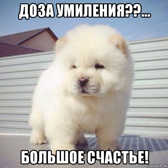доза умиления??... большое счастье!, Мем Доза умиления