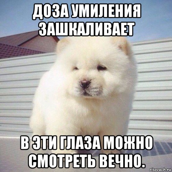 доза умиления зашкаливает в эти глаза можно смотреть вечно., Мем Доза умиления