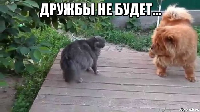 дружбы не будет… , Мем Дружбы не будет