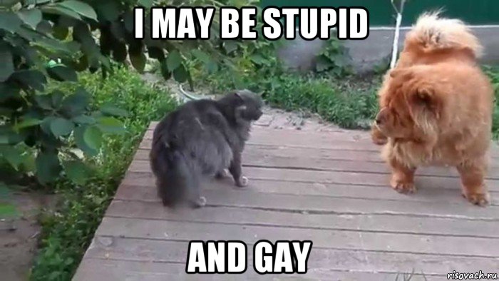 i may be stupid and gay, Мем Дружбы не будет