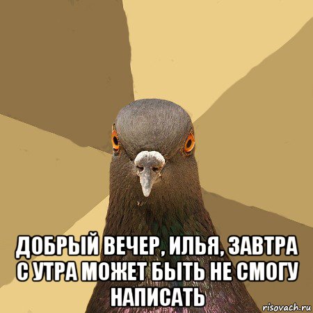  добрый вечер, илья, завтра с утра может быть не смогу написать, Мем голубь