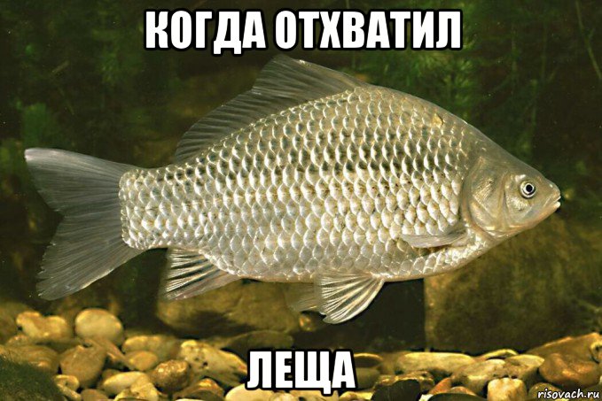 когда отхватил леща, Мем Карась