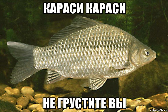 караси караси не грустите вы, Мем Карась