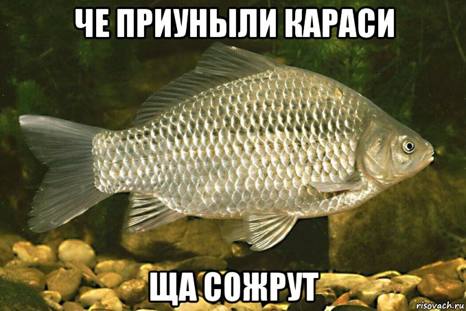 че приуныли караси ща сожрут, Мем Карась