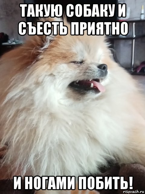 такую собаку и съесть приятно и ногами побить!, Мем Китаёза