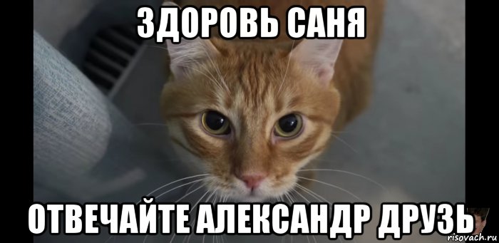 здоровь саня отвечайте александр друзь, Мем Кот Брайна