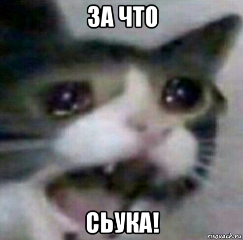 за что сьука!