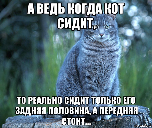 а ведь когда кот сидит, то реально сидит только его задняя половина, а передняя стоит…, Мем Кот просто кот