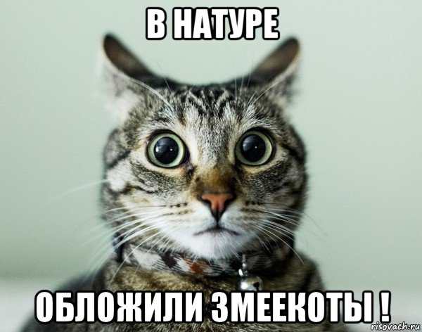 в натуре обложили змеекоты !