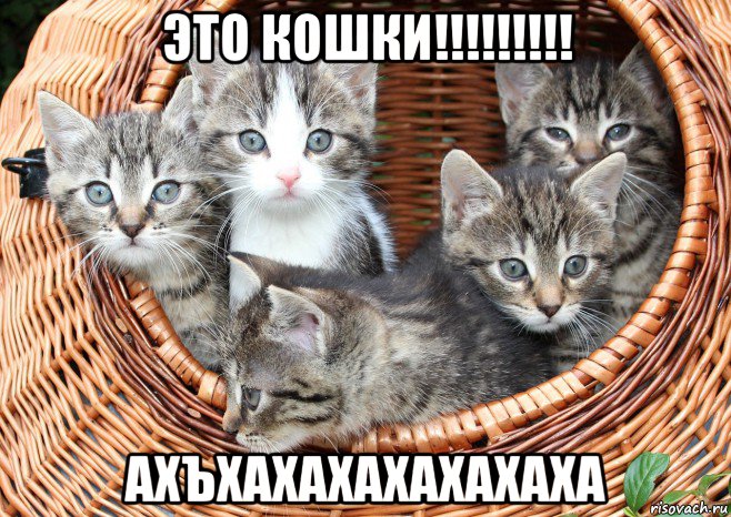это кошки!!!!!!!!! ахъхахахахахахаха, Мем Котировка из корзины
