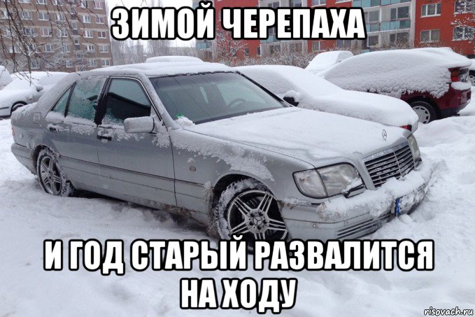 зимой черепаха и год старый развалится на ходу, Мем Мерс кабан