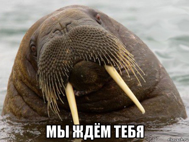  мы ждём тебя