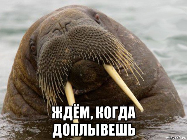  ждём, когда доплывешь