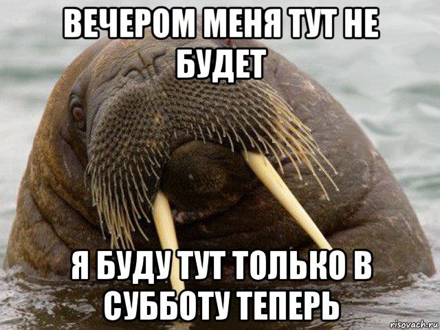 вечером меня тут не будет я буду тут только в субботу теперь, Мем морж