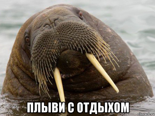  плыви с отдыхом