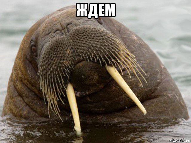 ждем 