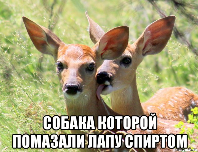  собака которой помазали лапу спиртом, Мем Олени