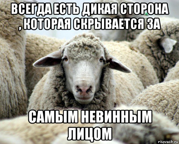 всегда есть дикая сторона , которая скрывается за самым невинным лицом, Мем овечка