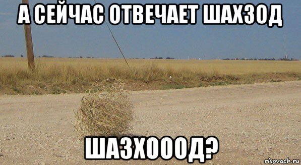а сейчас отвечает шахзод шазхооод?, Мем перекати-поле одиночество