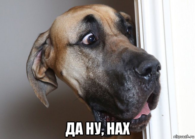  да ну, нах, Мем Пес