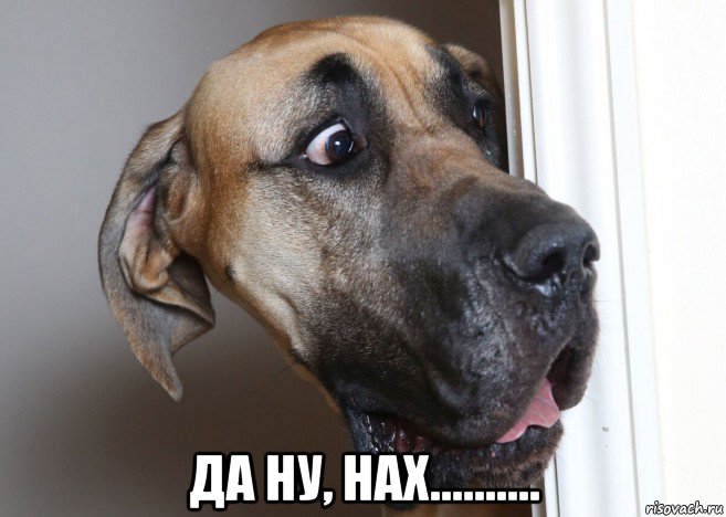  да ну, нах.........., Мем Пес