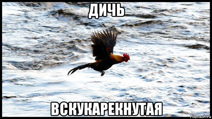 дичь вскукарекнутая