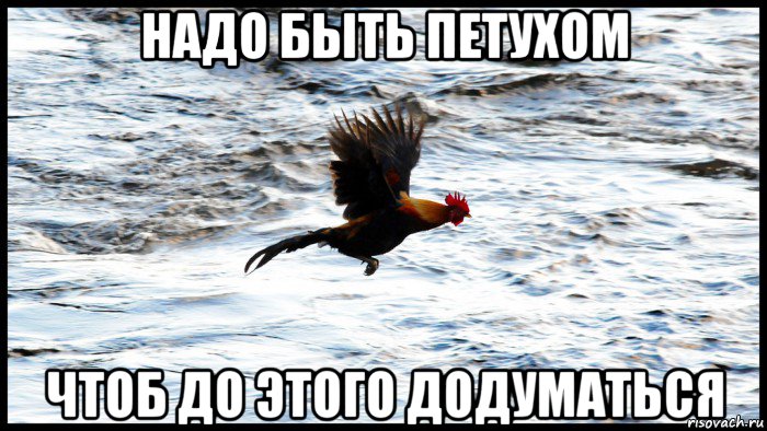 надо быть петухом чтоб до этого додуматься