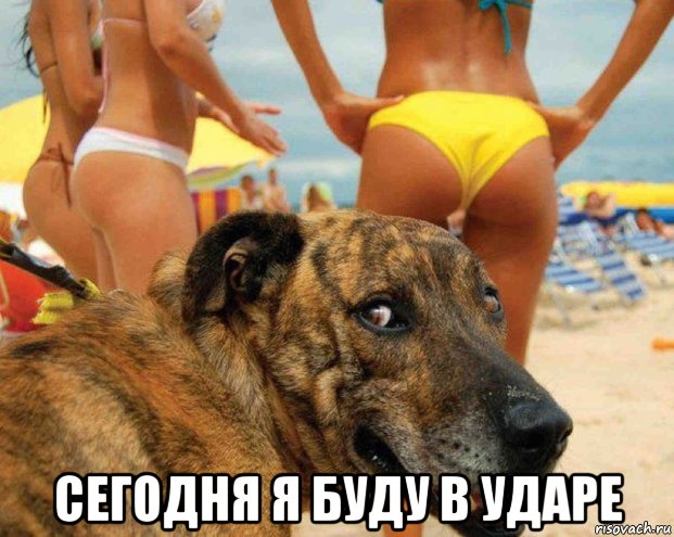  сегодня я буду в ударе, Мем Пёсик и девушки