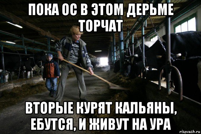 пока ос в этом дерьме торчат вторые курят кальяны, ебутся, и живут на ура, Мем Работа в коровнике