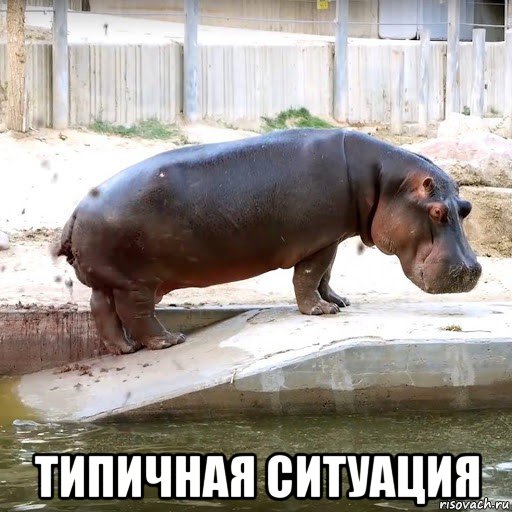  типичная ситуация, Мем Сброс говна на вентилятор